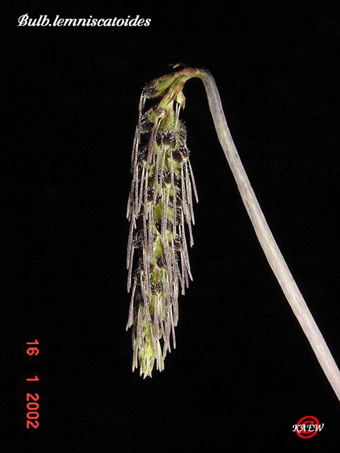 Bulb.lemniscatoides-Laos