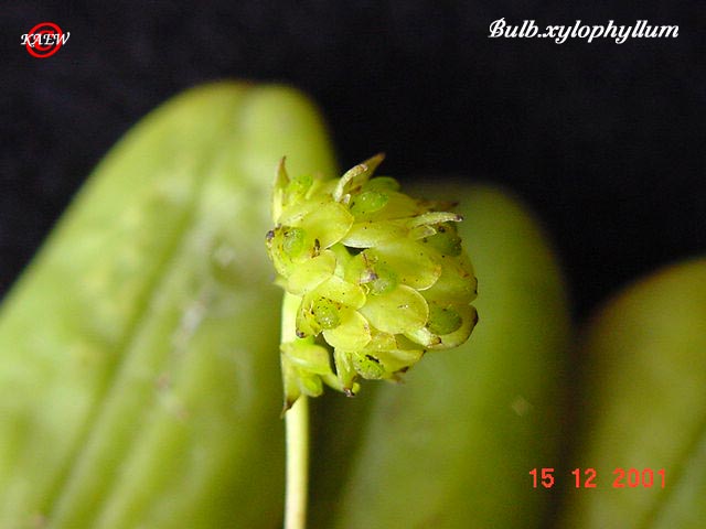 Bulb.xylophyllum