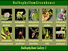 Bulbophyllum Gallery 1