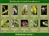 Bulbophyllum Gallery 5