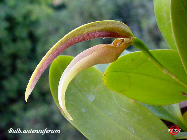 Bulb.antenniferum