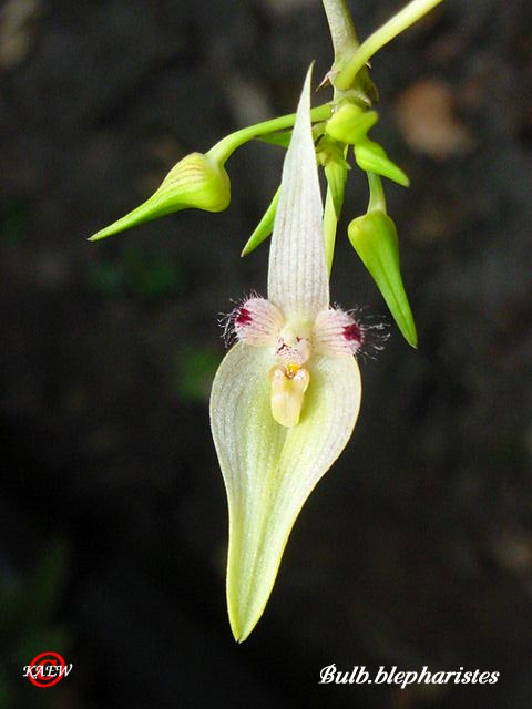 Bulb.blepharistes