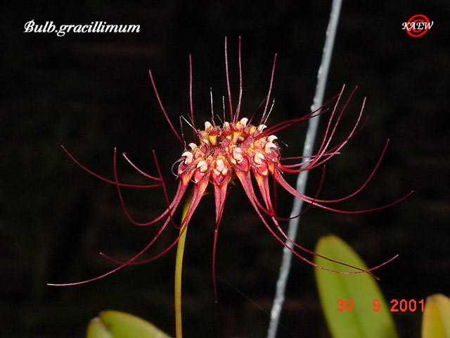 Bulb.gracillimum