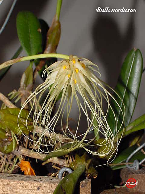 Bulb.medusae