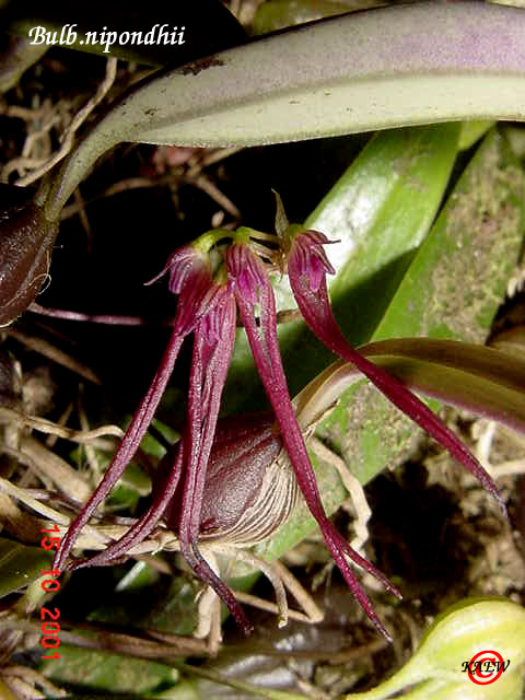 Bulb.nipondhii