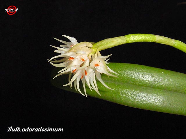 Bulb.odoratissimum