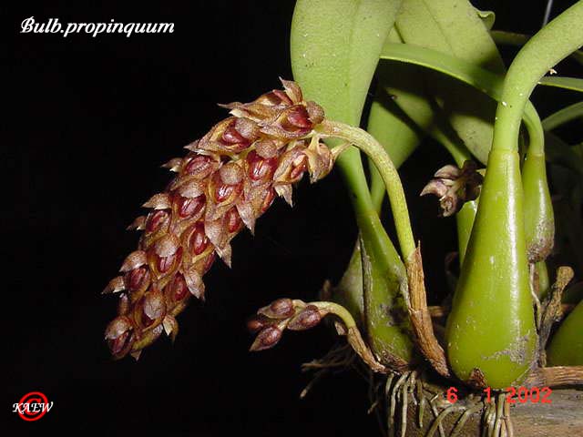 Bulb.propinquum