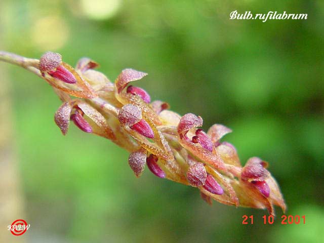 Bulb.rufilabrum