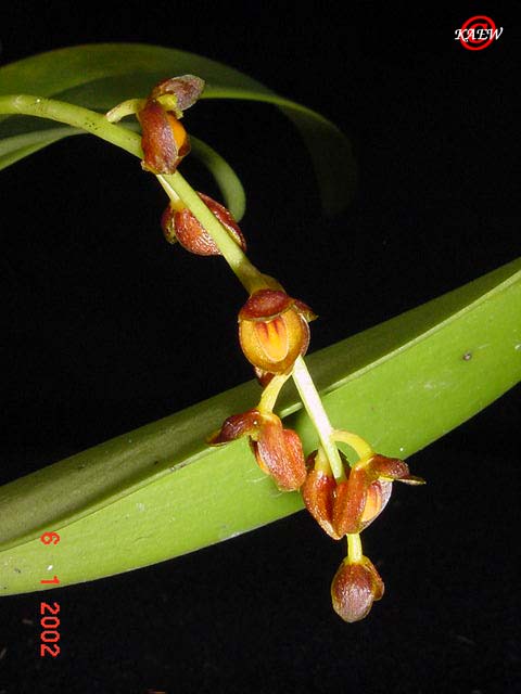 Bulb.sp1