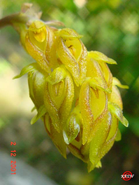 Bulb.sp4