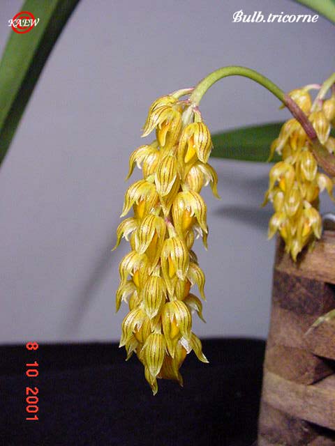 Bulb.tricorne