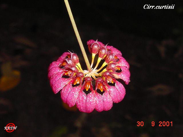 Cirr.curtisii